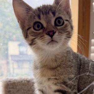 MARNIE, kitten, available for adoption