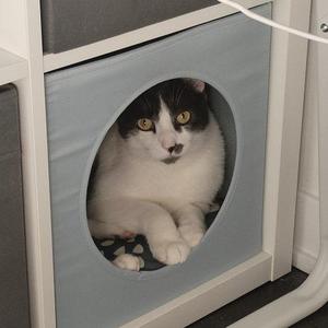 A black and white cat with yellow eyes is peeking out of a circular opening in a gray fabric-covered box.
