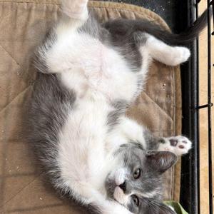 Carnitas, young, available for adoption