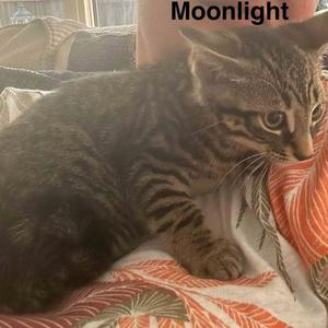 A tabby kitten named Moonlight lying on a patterned blanket.