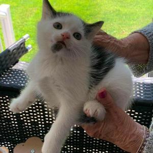 Cornbread, young, available for adoption