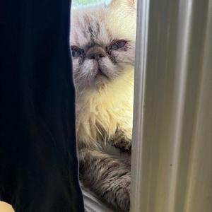 A fluffy cat peeking through a doorway