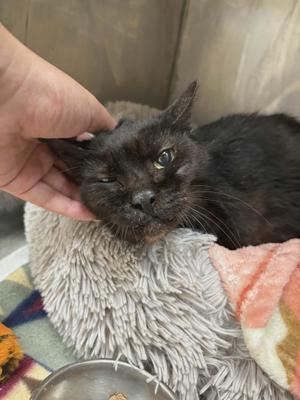 SOOT, senior, available for adoption