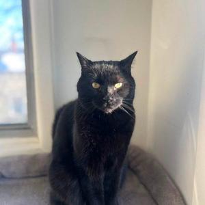 Pip, adult, available for adoption