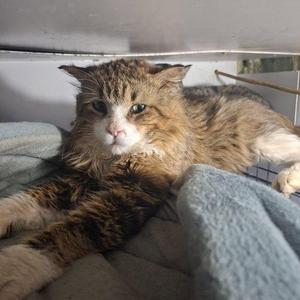 Aster, adult, available for adoption