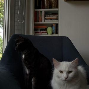 Raffles, young, available for adoption