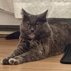 Athena, young, available for adoption