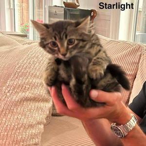 Starlight, young, available for adoption