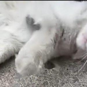 Close-up of a white cat lying on its back with its paws up