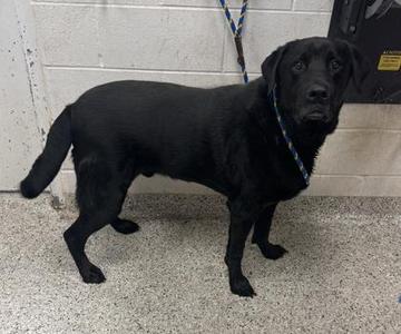 Azir, Labrador Retriever / Mixed Breed, adult, available for adoption