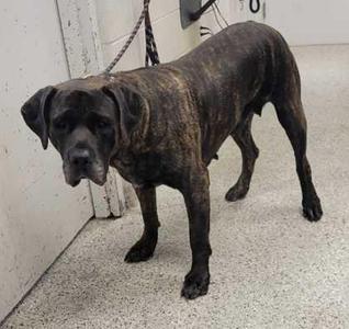 Angel, Presa Canario / Mixed Breed, adult, available for adoption