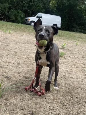 Arlington, Mixed Breed, adult, available for adoption
