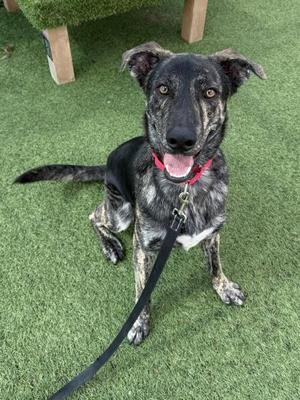 A black and brown brindle dog with a red collar sitting on green artificial grass, looking up at the camera with its tongue out and a leash attached to its collar.