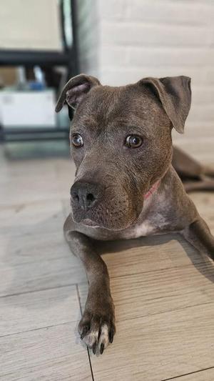 A brown dog lying on a wooden floor, looking up at the camera with its ears perked up.