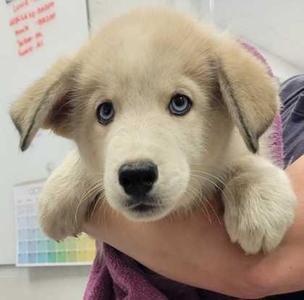 A fluffy, light-colored puppy with blue eyes being held in someone's hands.