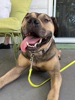 Bella Jean, Pit Bull Terrier / Mixed Breed, adult, available for adoption