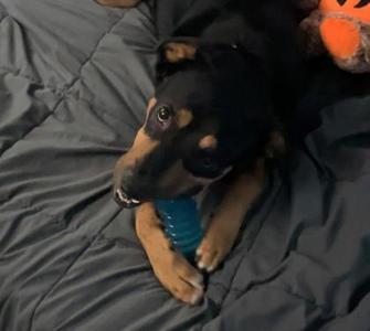 Arlo PhD, Mixed Breed, adult, available for adoption