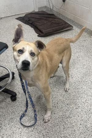 A light brown dog with blue eyes and a black nose is standing on a speckled floor, looking directly at the camera. The dog has a blue leash attached to its collar and is positioned near a brown mat and a black chair. The background includes a white wall and a black cable.