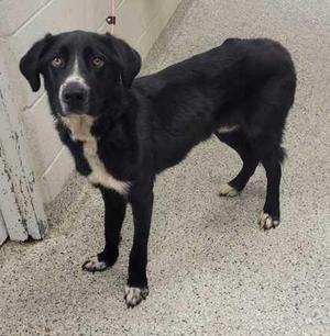 Blake, Mixed Breed, adult, available for adoption