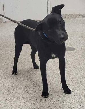 black dog standing on a concrete floor