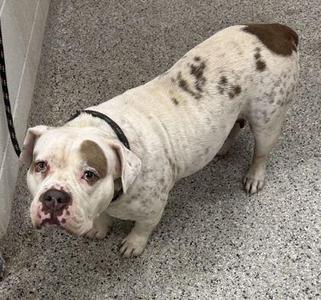 A white dog with brown spots standing on a gray carpeted floor.