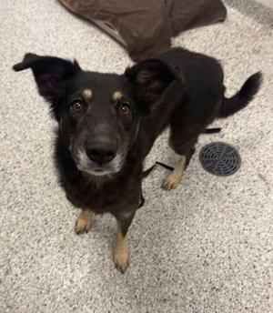 Aidia, Shepherd / Mixed Breed, adult, available for adoption