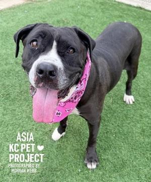 A black and white dog with a pink bandana standing on grass