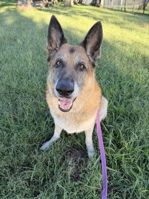 A German Shepherd dog sitting on grass with a purple leash