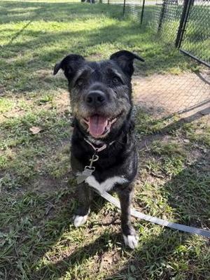Annona, Mixed Breed, adult, available for adoption