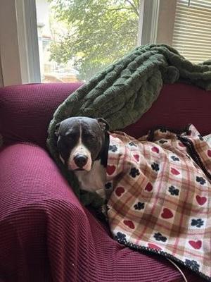 Boulder, Pit Bull Terrier / Mixed Breed, adult, available for adoption