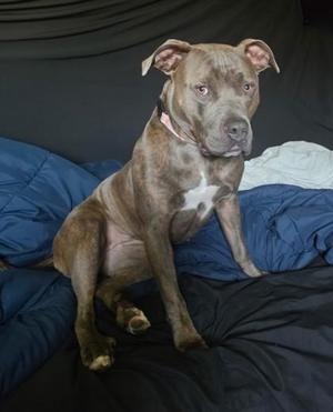 Baby Cakes, Pit Bull Terrier / Mixed Breed, adult, available for adoption