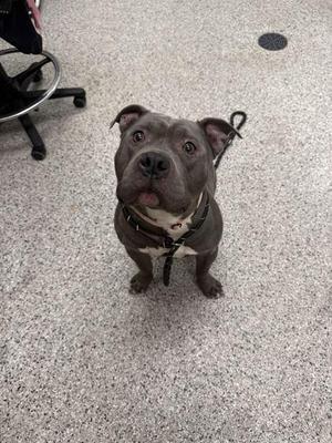 A gray dog with a black collar and leash is sitting on a carpeted floor, looking up with its tongue slightly out.