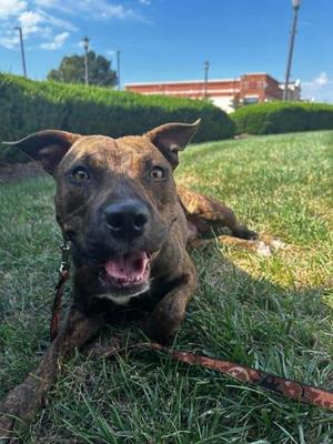 Blarney, Pit Bull Terrier / Mixed Breed, adult, available for adoption