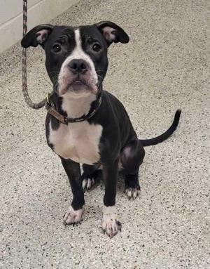 a black and white dog sitting on a concrete floor
