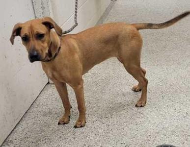 a brown dog standing on a concrete floor