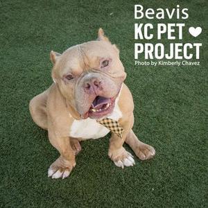 A light-colored dog with a white chest and a checkered bandana sitting on green grass. The text "Beavis KC PET PROJECT" is in the top right corner, with "Photo by Kimberly Chavez" below it.