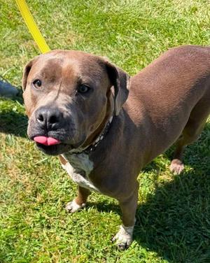 Casina, American Staffordshire Terrier, adult, available for adoption