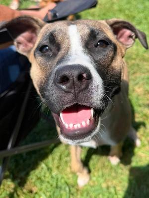 Murphy, Rhodesian Ridgeback / Pharaoh Hound, young, available for adoption