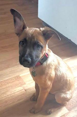 a brown puppy with a black face and ears, wearing a red collar, sitting on a wooden floor