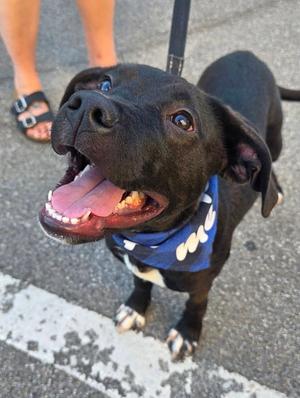 Albert, Black Labrador Retriever, puppy, available for adoption
