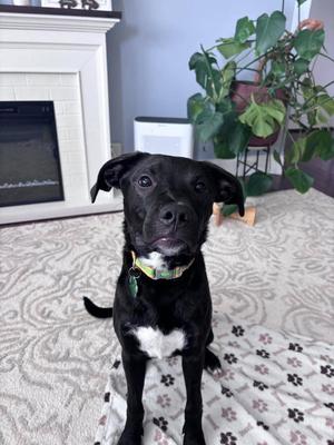 Albert, Black Labrador Retriever, puppy, available for adoption