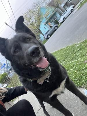 Eliza, Shepherd, adult, available for adoption
