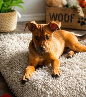 Nala, Labrador Retriever / American Pit Bull Terrier, puppy, available for adoption