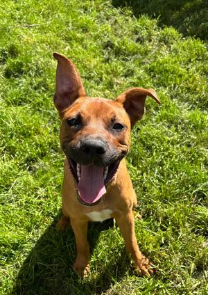 Duke, Shepherd / Hound, young, available for adoption
