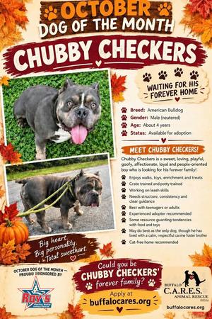 Chubby Checkers, American Bulldog, adult, available for adoption