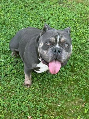 Chubby Checkers, American Bulldog, adult, available for adoption