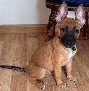 Hailee, Shepherd / Pit Bull Terrier, puppy, available for adoption