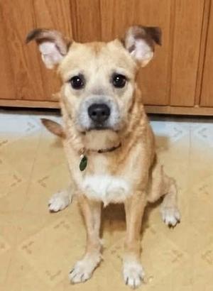 a small tan dog with floppy ears sitting on a tiled floor