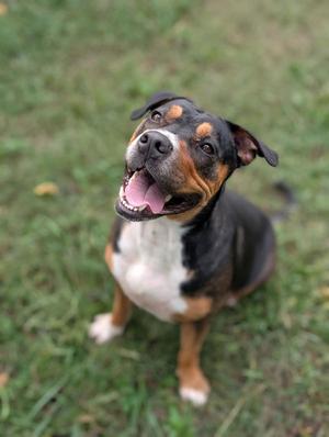 Cali, Pit Bull Terrier, adult, available for adoption
