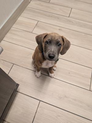 A brown and white puppy sitting on a wooden floor, looking up at the camera.